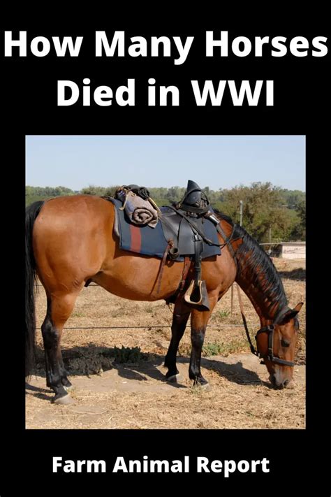 famous horses that died